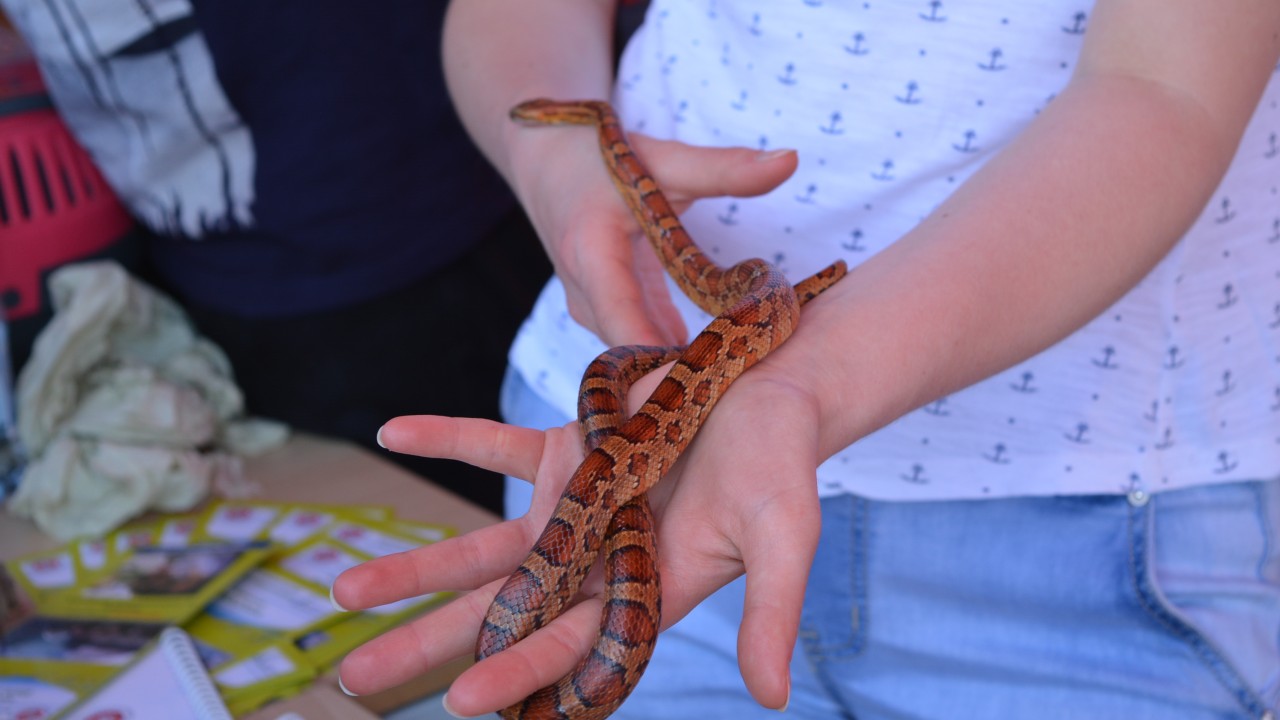 Dzień Akademicki na Rynku Kościuszki